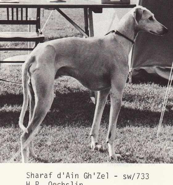 Sharaf d'Ain Gh'Zel 8. 2. 1974