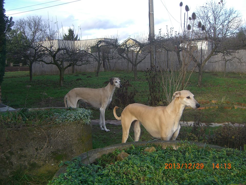 Casba a Malika v zahradě 2013