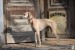 basimah balkan sighthound